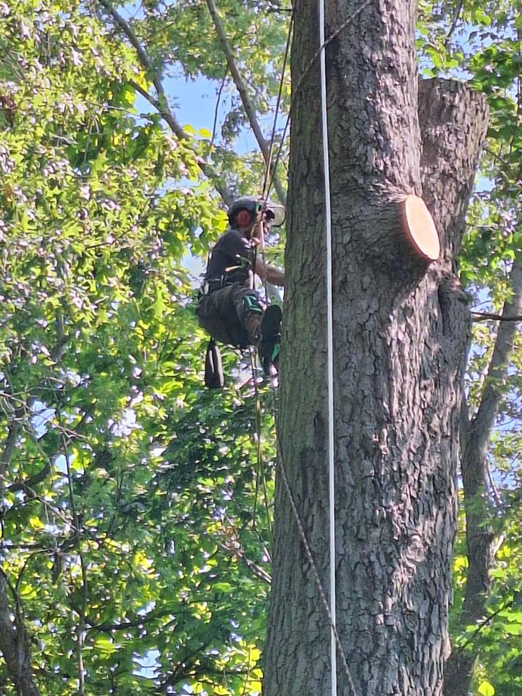 All Photos for Highborn Tree Service in Wheatfield, IN