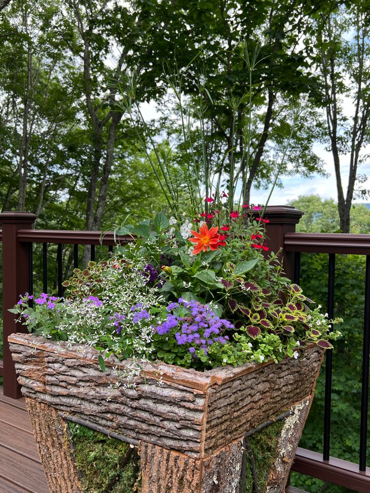 Container Gardening for Sustainable Lawn and Landscape in Banner Elk, NC