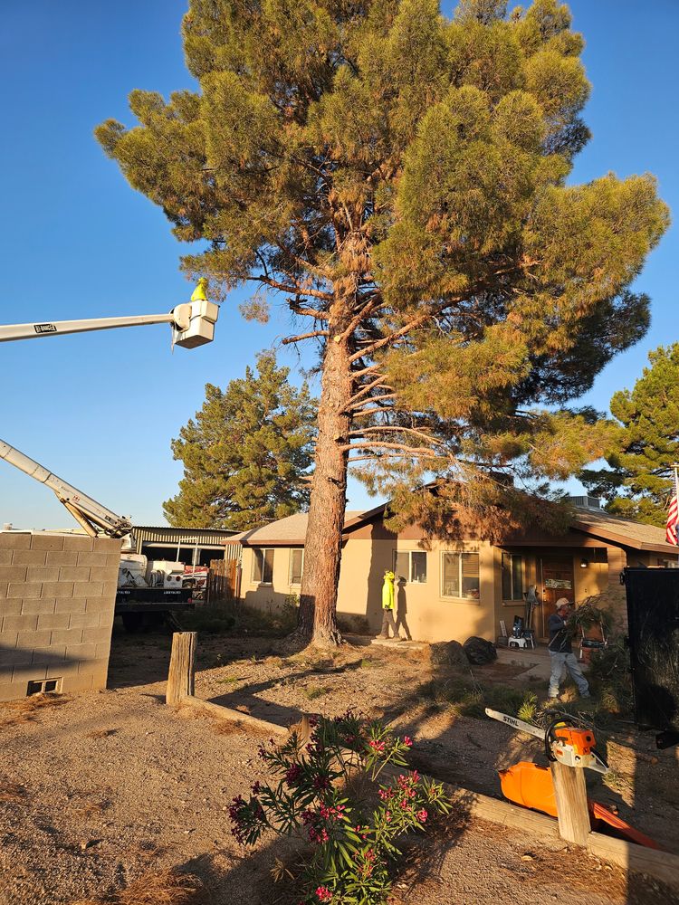 All Photos for T's Tree Service and Firewood in Apache Junction, AZ