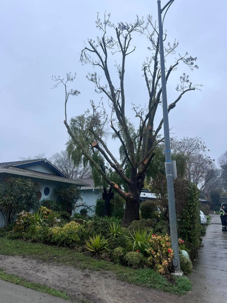 Tree Removal for Sammy's Tree Services in Rancho Cordova, CA