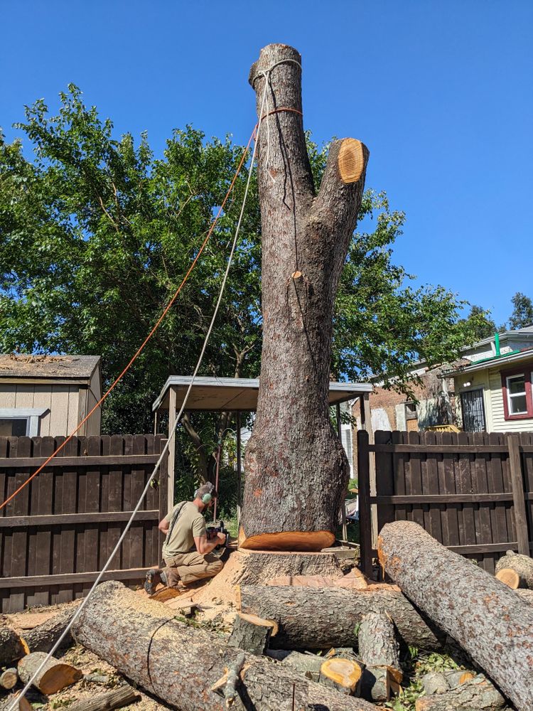 All Photos for Houtz Tree Service in Lexington, KY