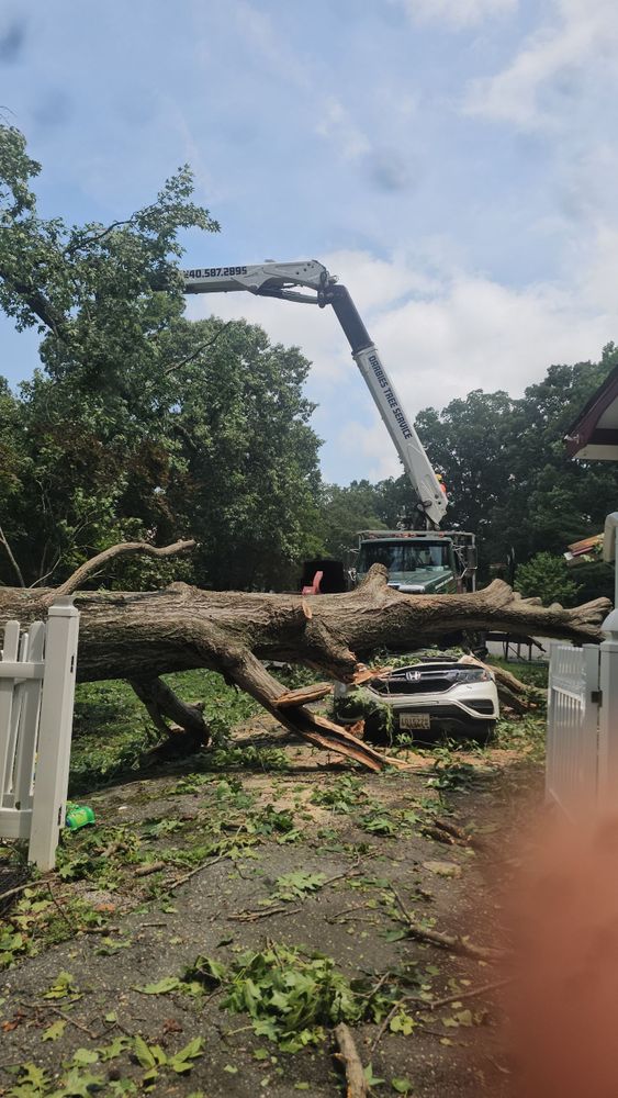 All Photos for Darbie's Tree Service in Newburg,  MD