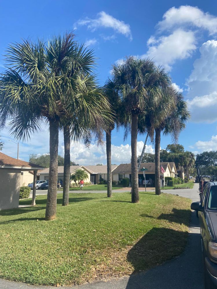 All Photos for Efficient and Reliable Tree Service in Lake Wales, FL