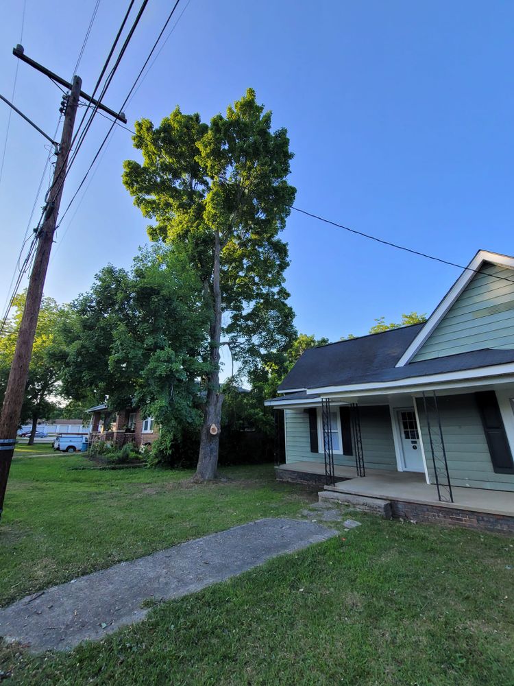 Tree Removal for Preserve A Tree LLC in  Mount Pleasant, North Carolina