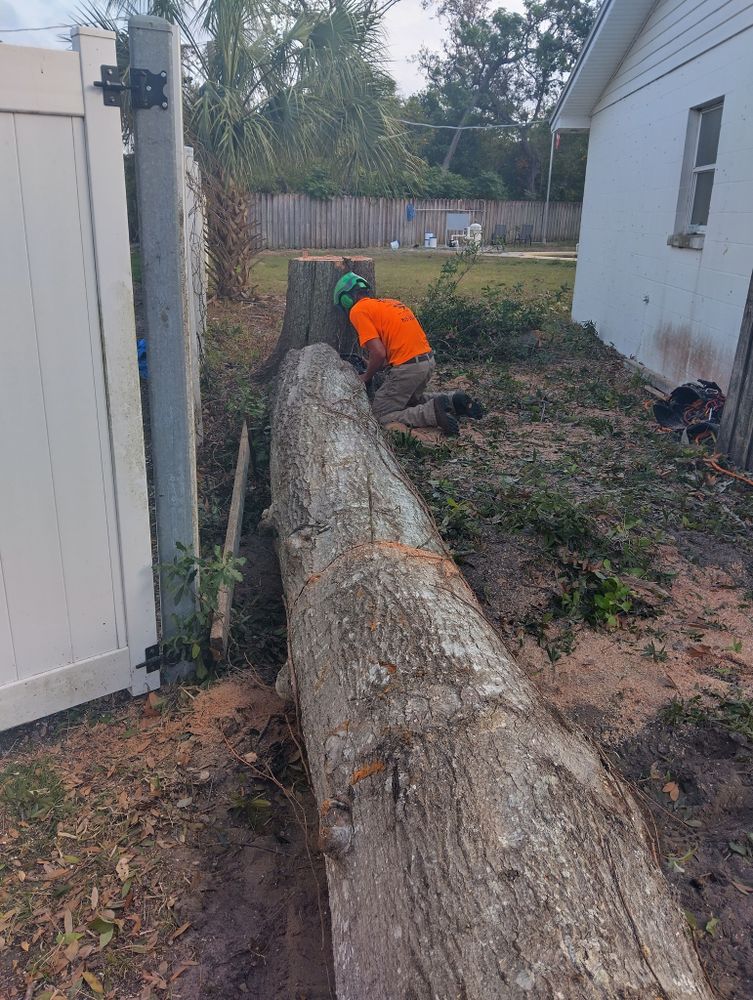 Tree Removal for Bills Tree Service in Valrico, FL