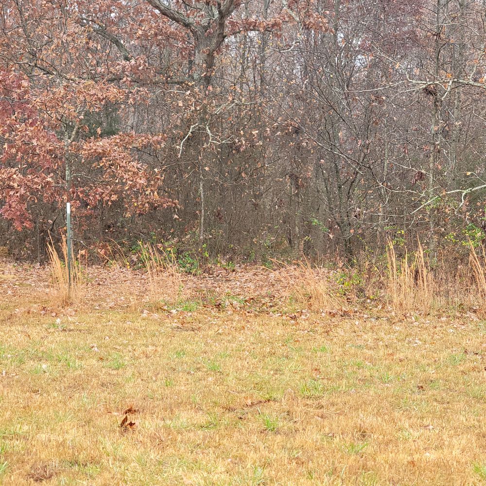 All Photos for Z's Land Management & Forestry Mulching in Smithville, TN