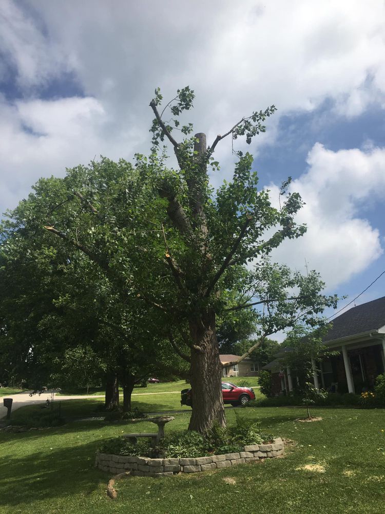 Tree Removal for La Fountain Tree Service in Louisville, KY