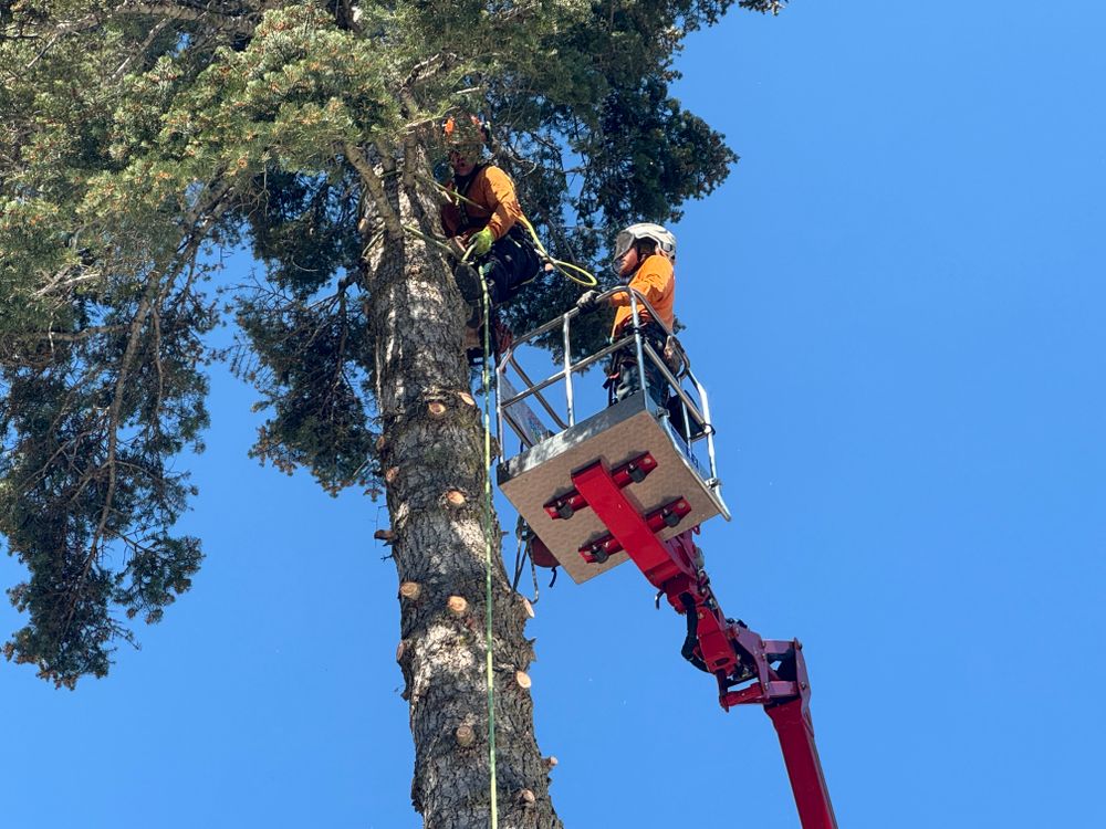 Property Clean Up for The Tree Fairy in Temecula, CA