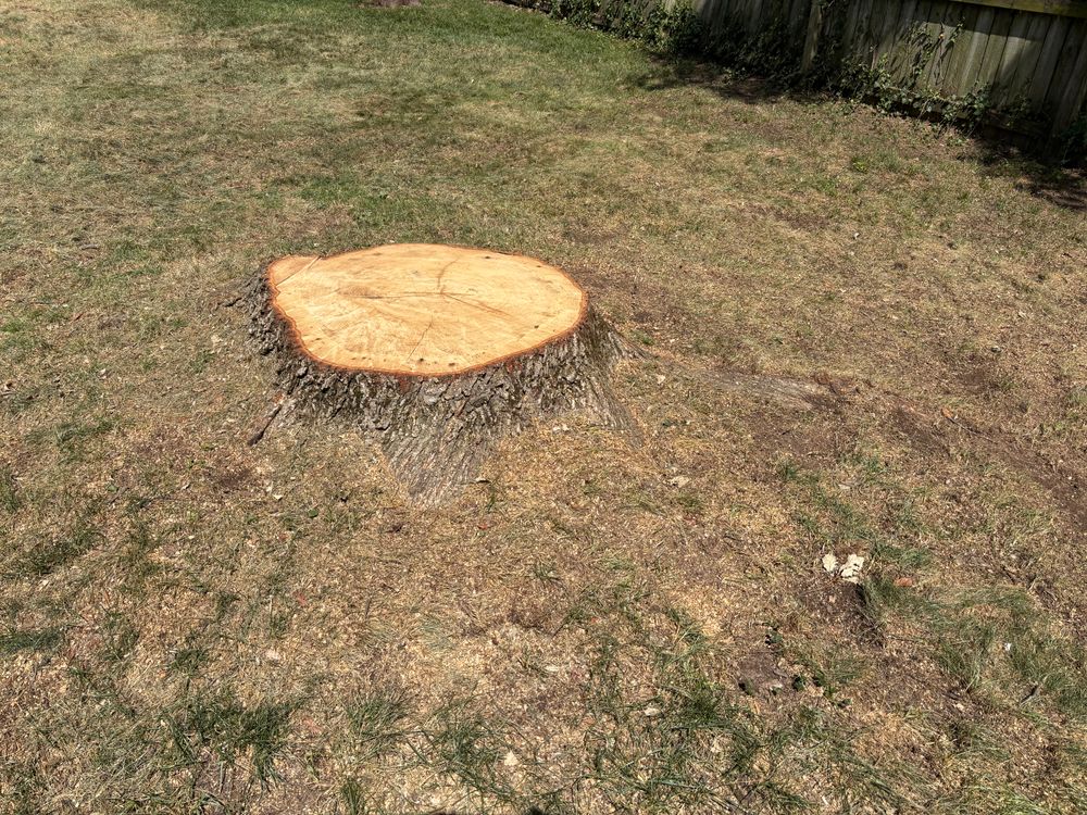All Photos for Conrad's Stump Removal in Columbus, IN