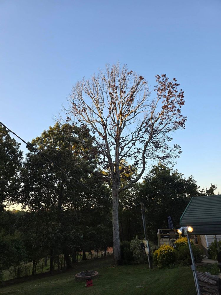 All Photos for Bobcat Bob in Clermont, GA