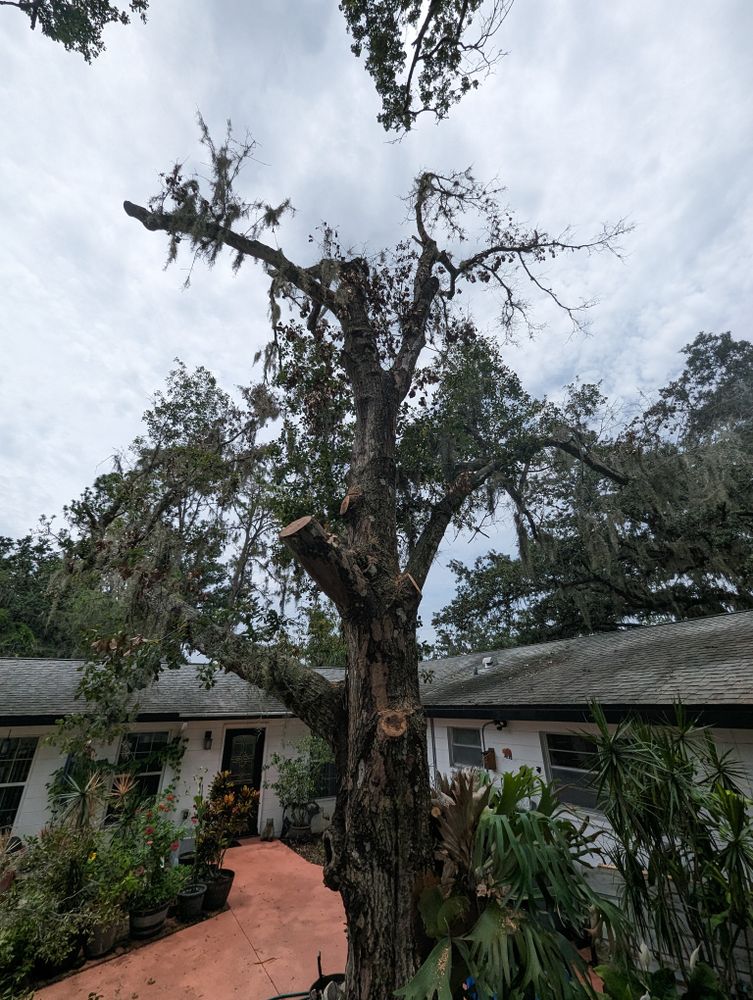 All Photos for Regal Tree Service and Stump Grinding in Wauchula, FL