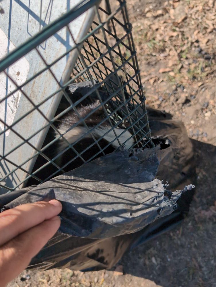 All Photos for Topper's Wildlife Removal in Garland, TX