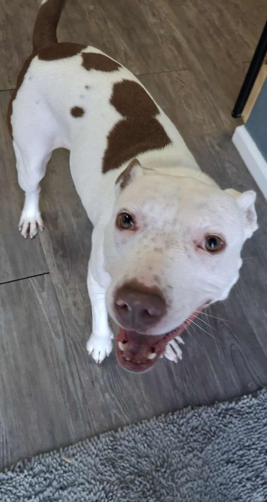 All Photos for Curbside Clips Mobile Grooming in Roachdale, Indiana