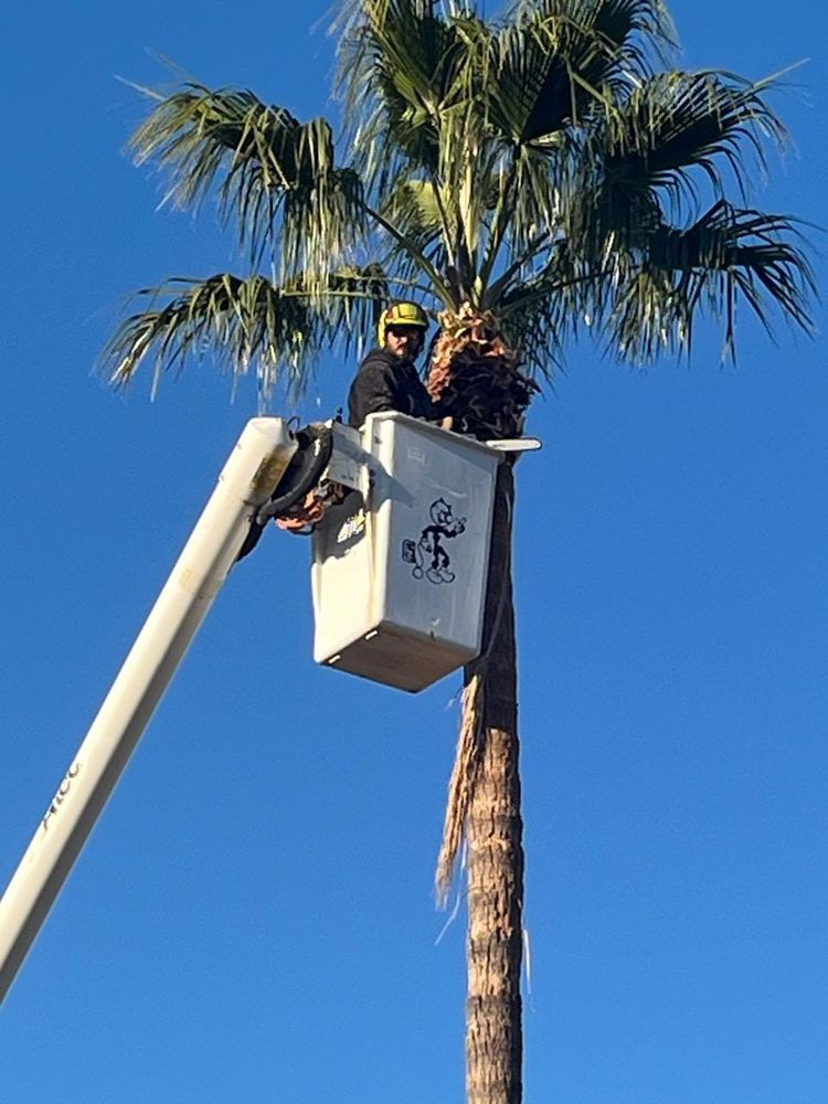 Tree Removal for T's Tree Service and Firewood in Apache Junction, AZ