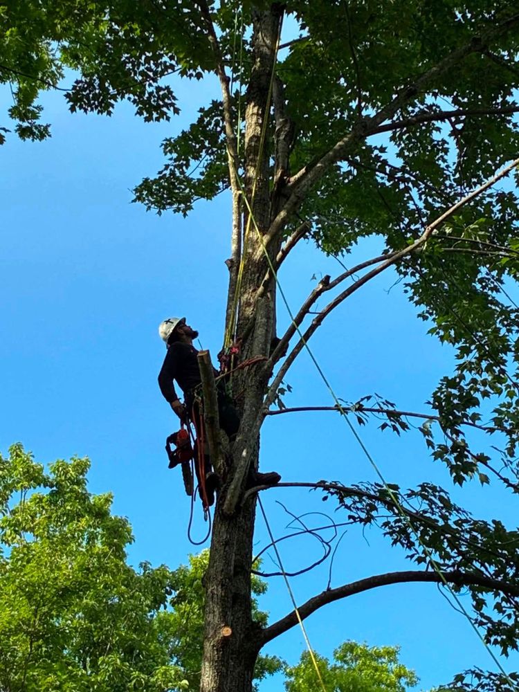All Photos for Skys The Limit Tree Management in Morehead, KY