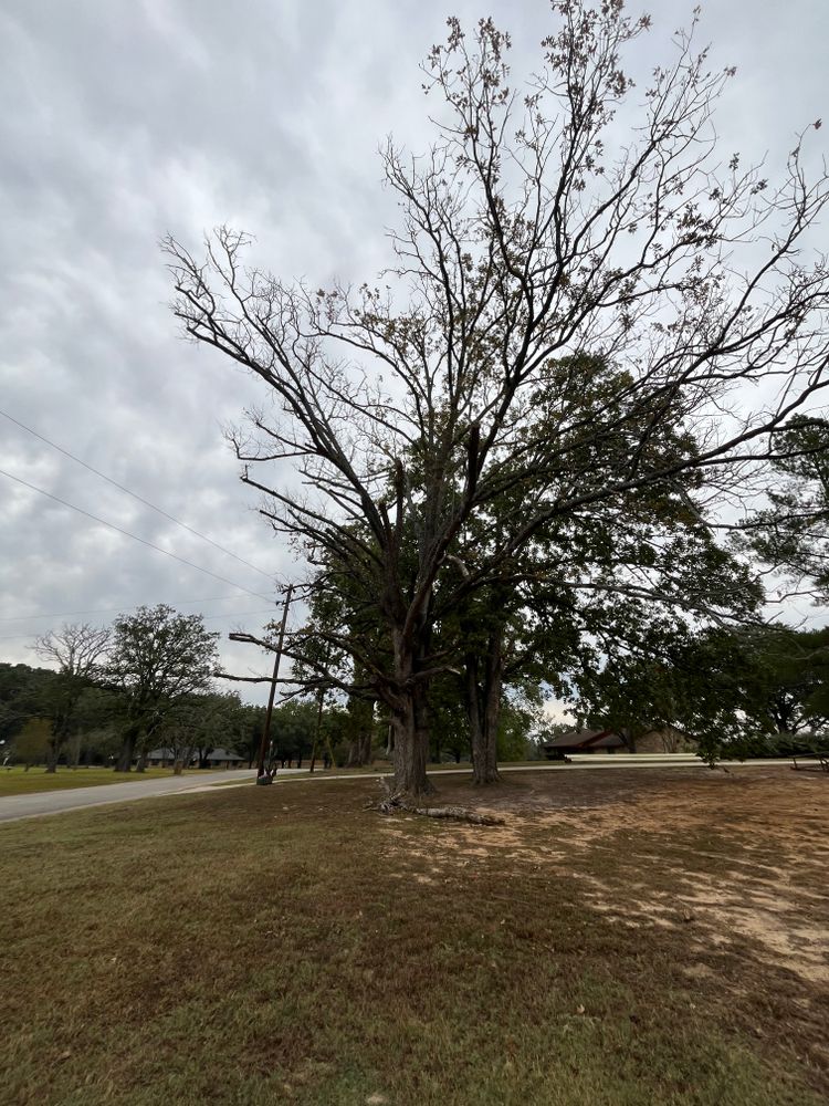 All Photos for JC Land and Tree Service in Kilgore, TX