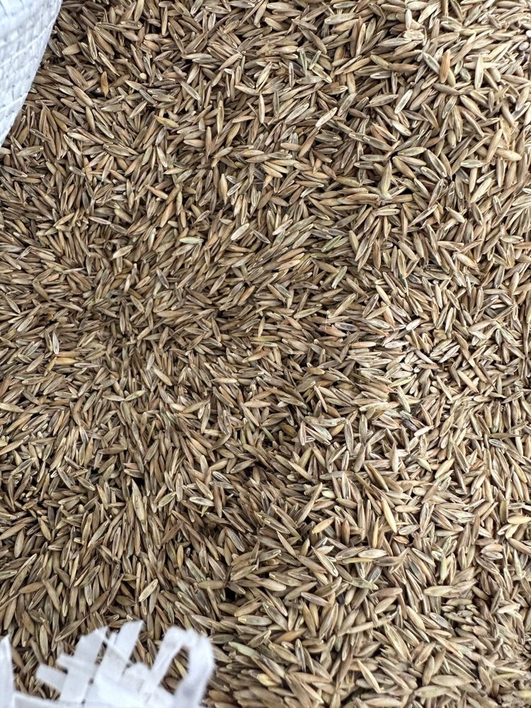 All Photos for Pecina Pine Needles in Monroe, NC