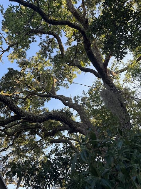 All Photos for Hawkins Tree Service & Land Management in Richmond Hill, GA