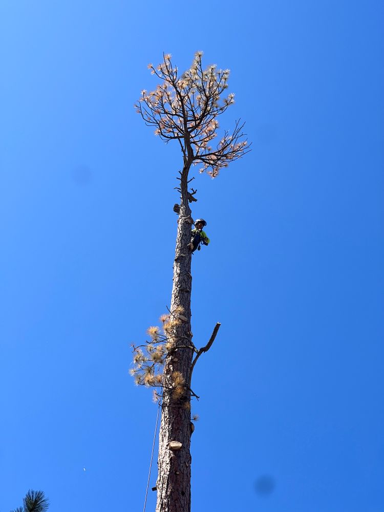 All Photos for Poseidon Valley Tree Service Corp in San Bernardino, CA
