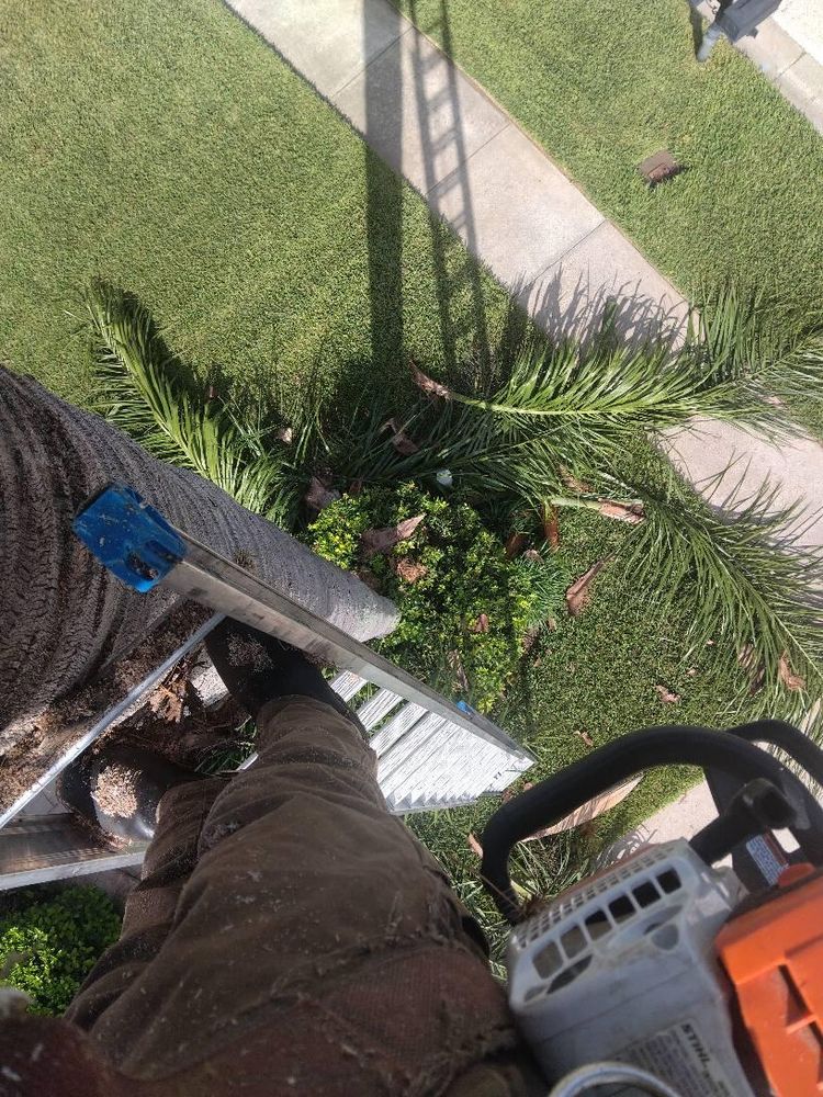 All Photos for Bills Tree Service in Valrico, FL