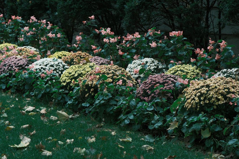 Enhance your garden's appeal and privacy with our Flowerbed Maintenance service, ensuring vibrant blooms surround your home while expertly nurturing the soil beneath your privacy trees for optimal growth and beauty. for Alpha Trees Service and Property Management in Port Charlotte, FL