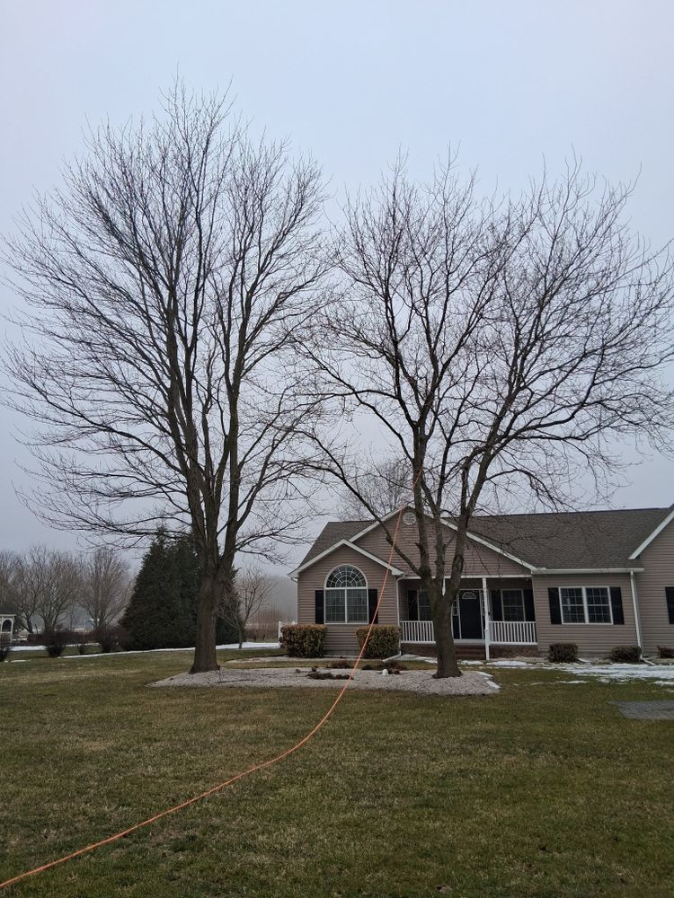 All Photos for Loockerman's Tree and Stump Removal in Dover, DE
