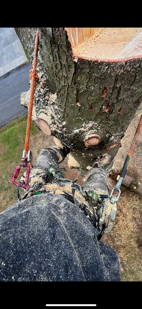 Tree Removal for NRV Tree Pro, LLC in Narrows, VA