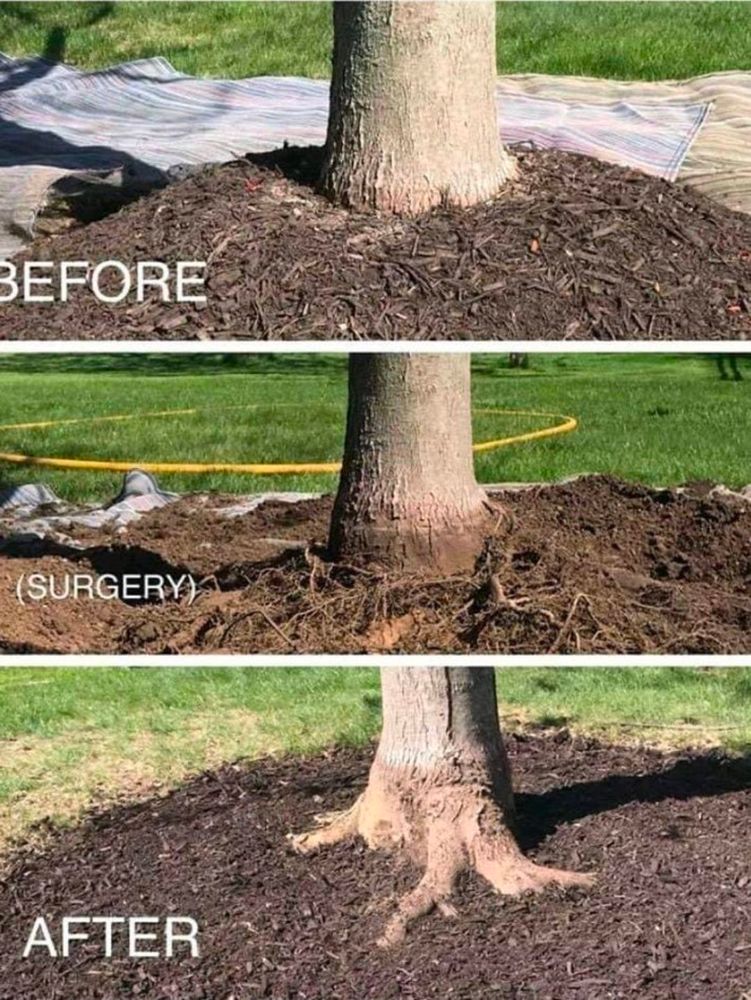 Our Root Collar Excavation service carefully removes excess soil surrounding tree bases, improving root health, preventing rot and decay, and ensuring your trees thrive with optimal nutrient absorption and stability. for Bridgewater Arbor Care LLC in Jupiter, FL