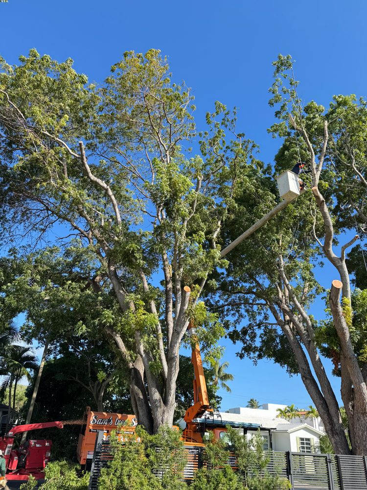 All Photos for Sam's Tree Service in Miami Beach,  FL