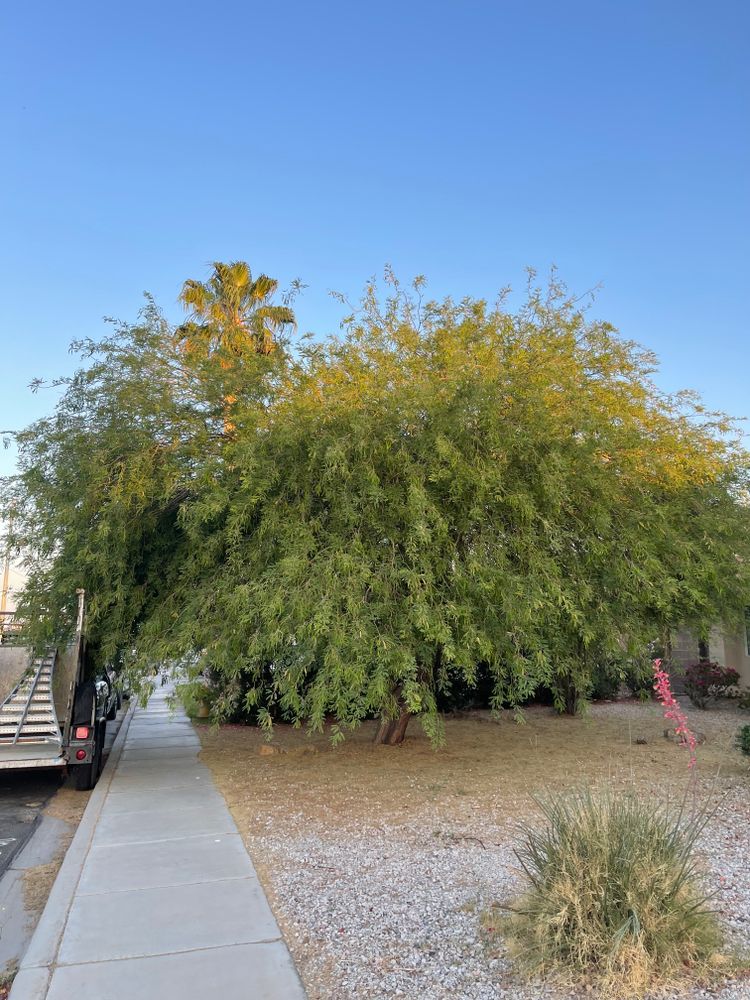 All Photos for Oliver L. Palm & Tree services in Yuma County, AZ