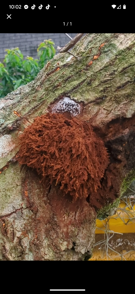 All Photos for Regal Tree Service and Stump Grinding in Wauchula, FL