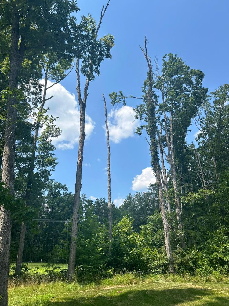 All Photos for Branch Out Tree Care LLC in Fredericksburg, VA