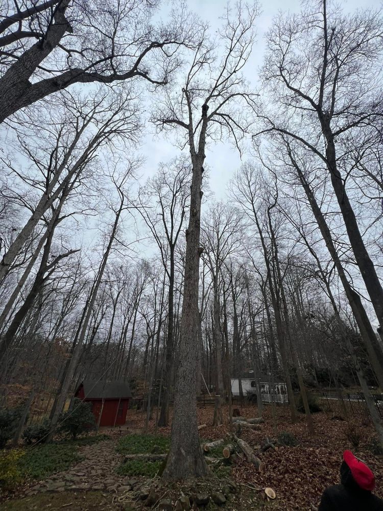 Tree Trimming and Removal for DIAZ TREE in Stafford, VA