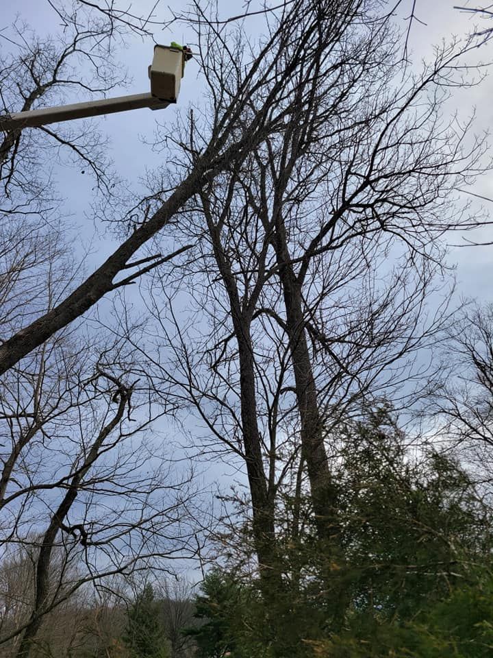 Tree Removal for Lightning Tree Service in Corydon, IN