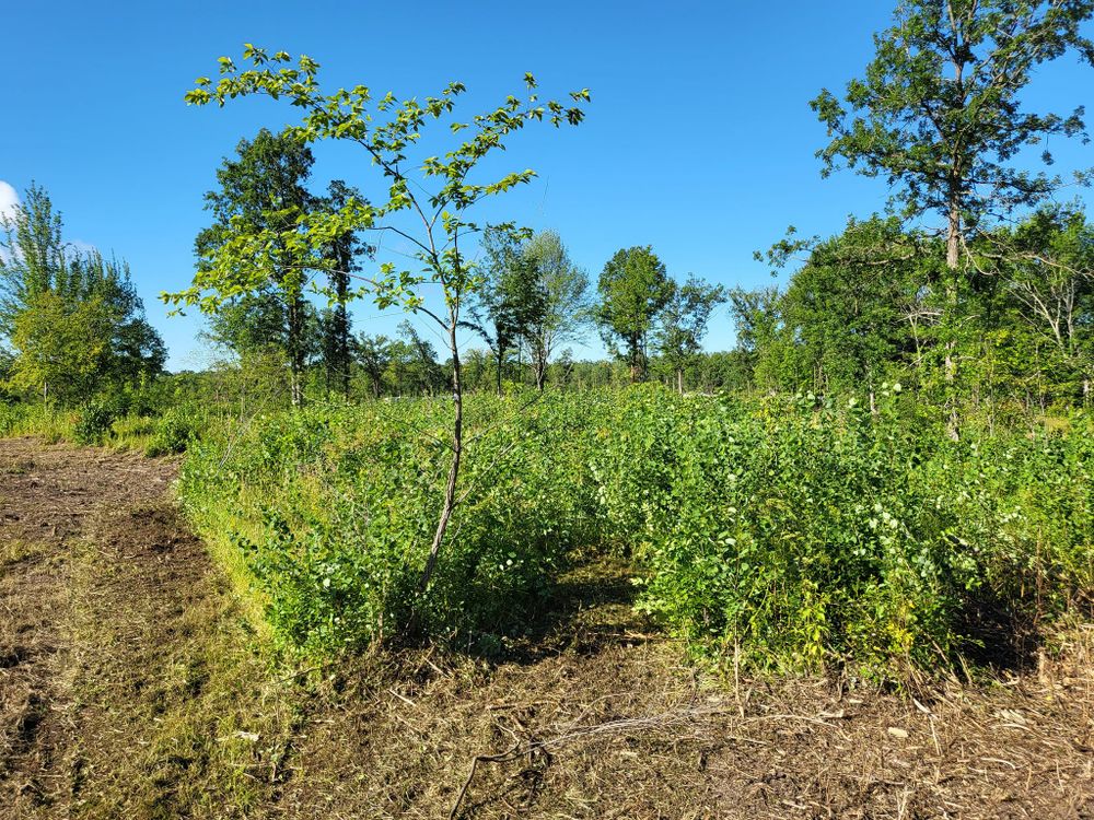All Photos for Central Minnesota Brush Control and Landscaping in Brook Park, MN