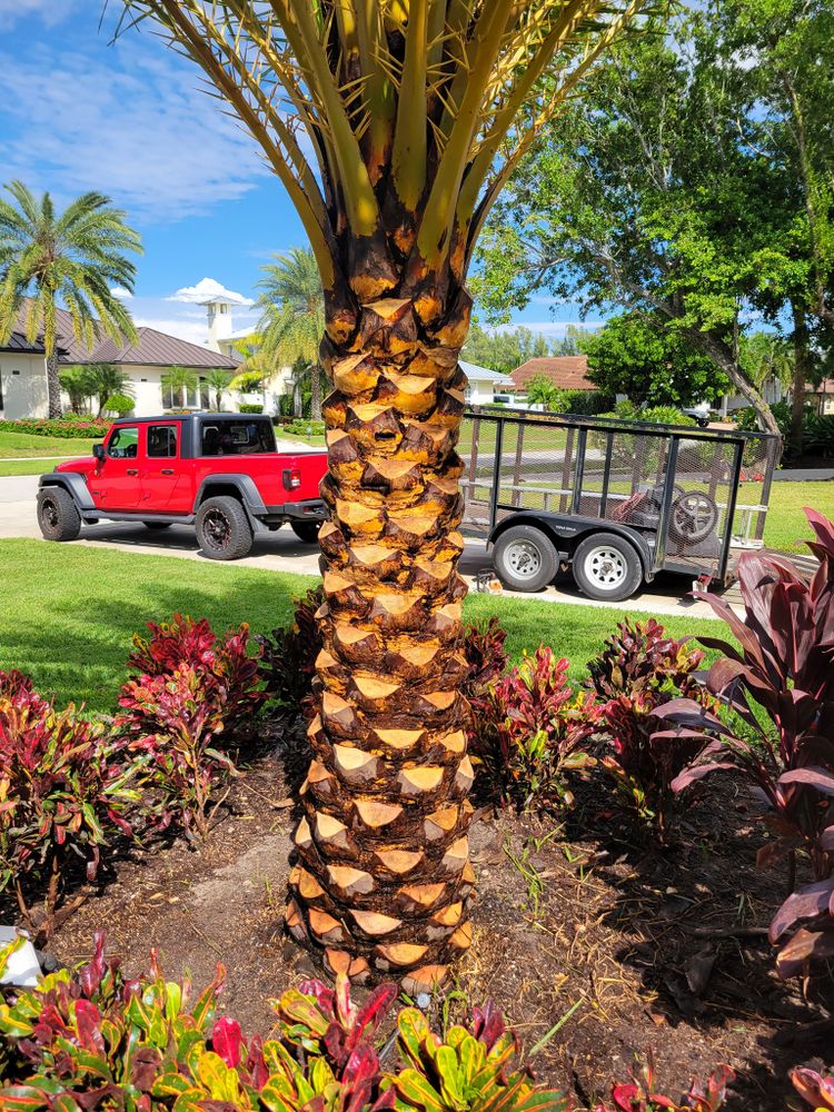 All Photos for L & J Palm Tree & Lawn Care Services in Jupiter, FL