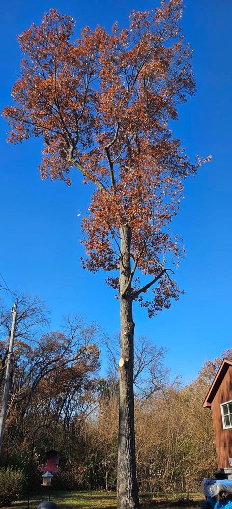 All Photos for Highborn Tree Service in Wheatfield, IN