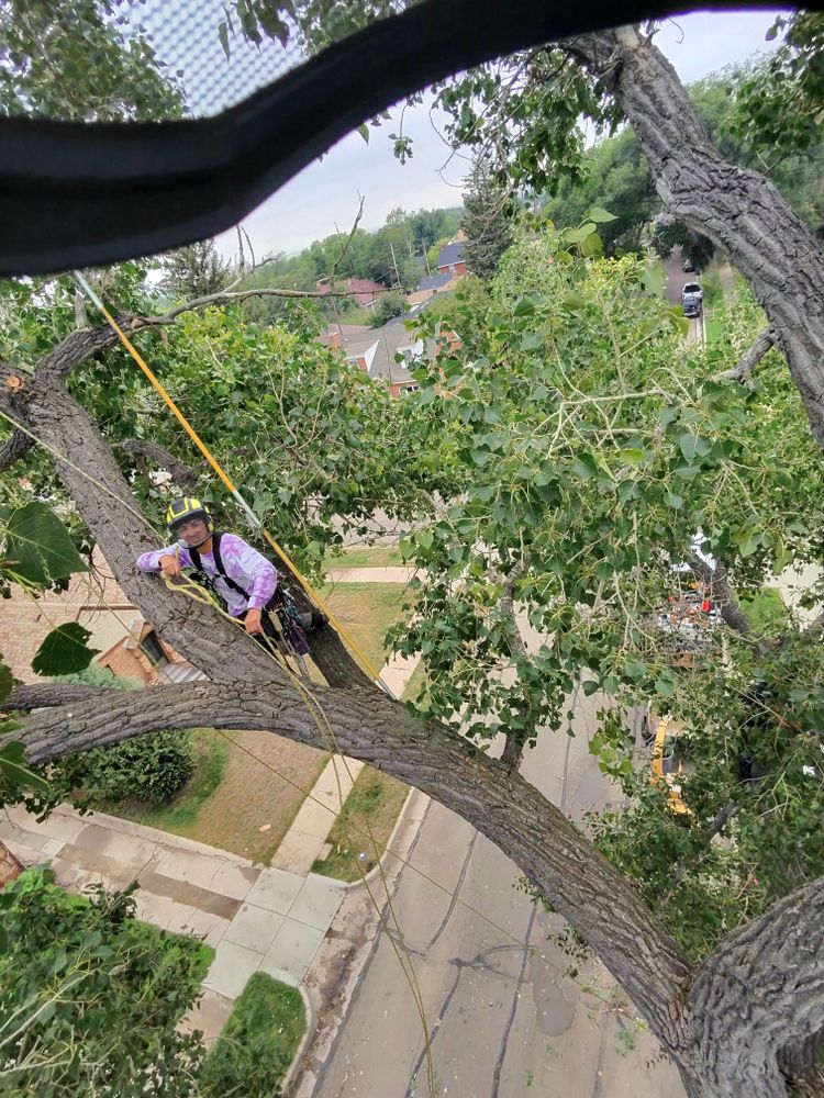 All Photos for Elevated Tree Care in Gillette, WY
