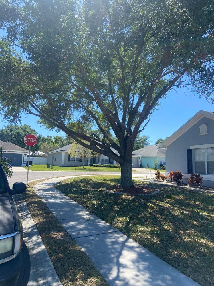 All Photos for Efficient and Reliable Tree Service in Lake Wales, FL