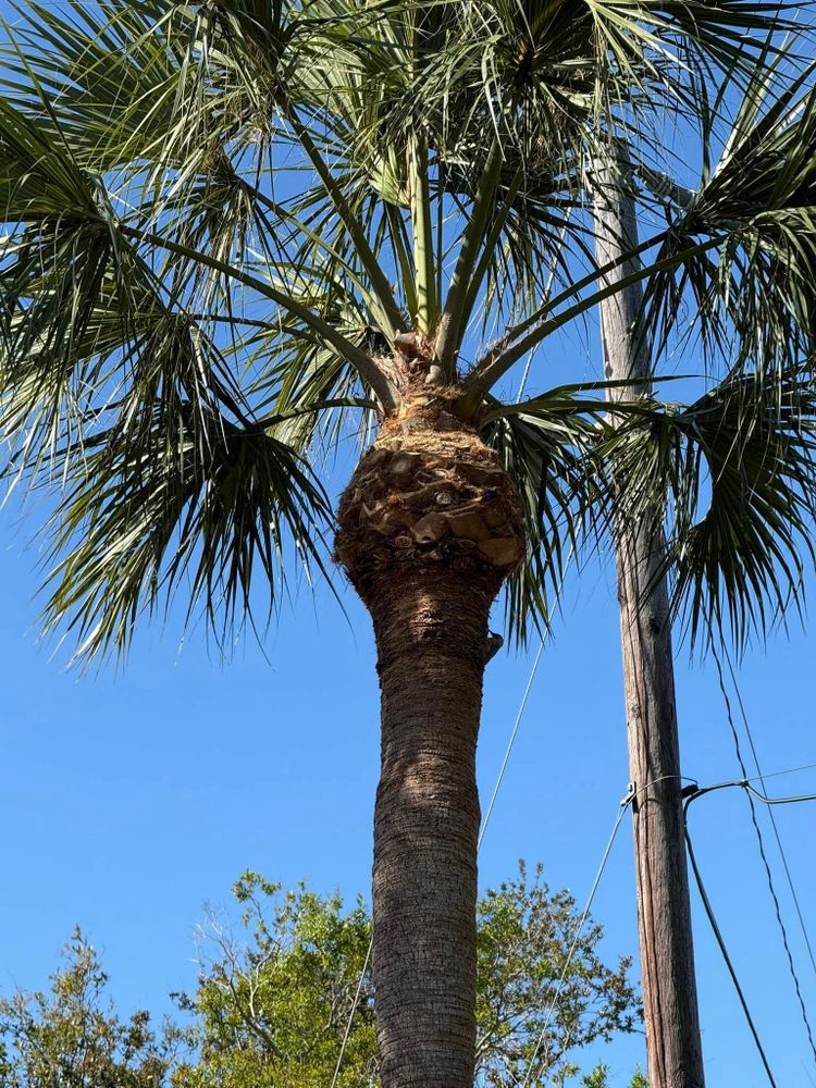 Tree Removal for MX Trees LLC in Englewood, FL