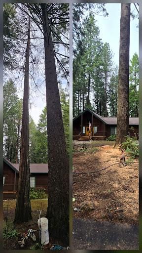 All Photos for George Staddan's Professional Tree Care in Placerville, CA
