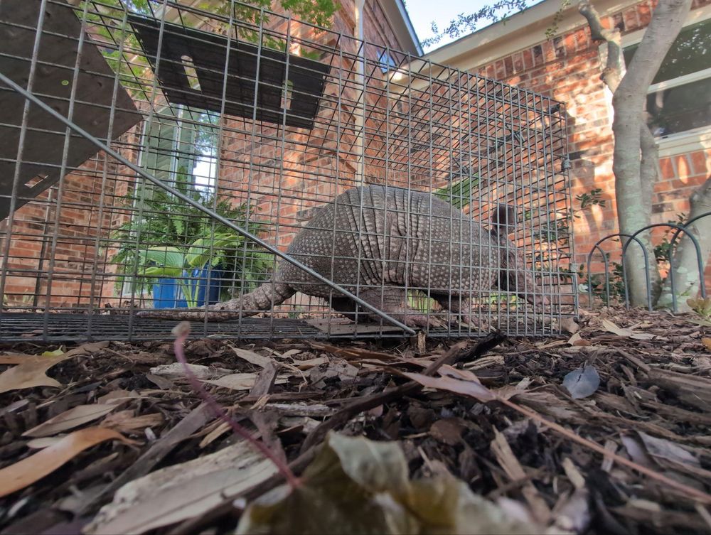 All Photos for Topper's Wildlife Removal in Garland, TX