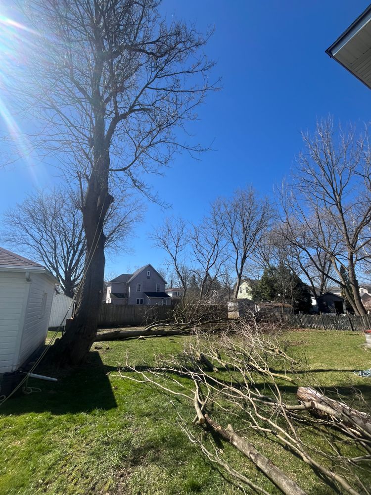 Tree Removal for Licensed to Cut Tree Service in Athens, PA