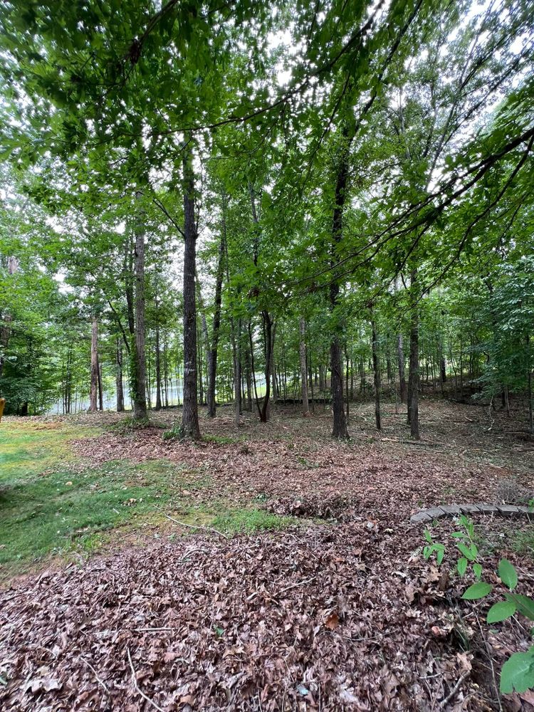 Tree Removal for Southern Roots Services in Carrollton, GA