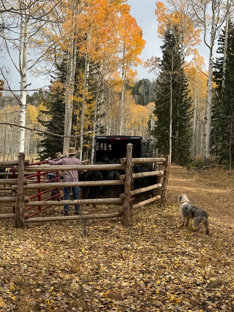 All Photos for Burton Fencing in Parowan, UT