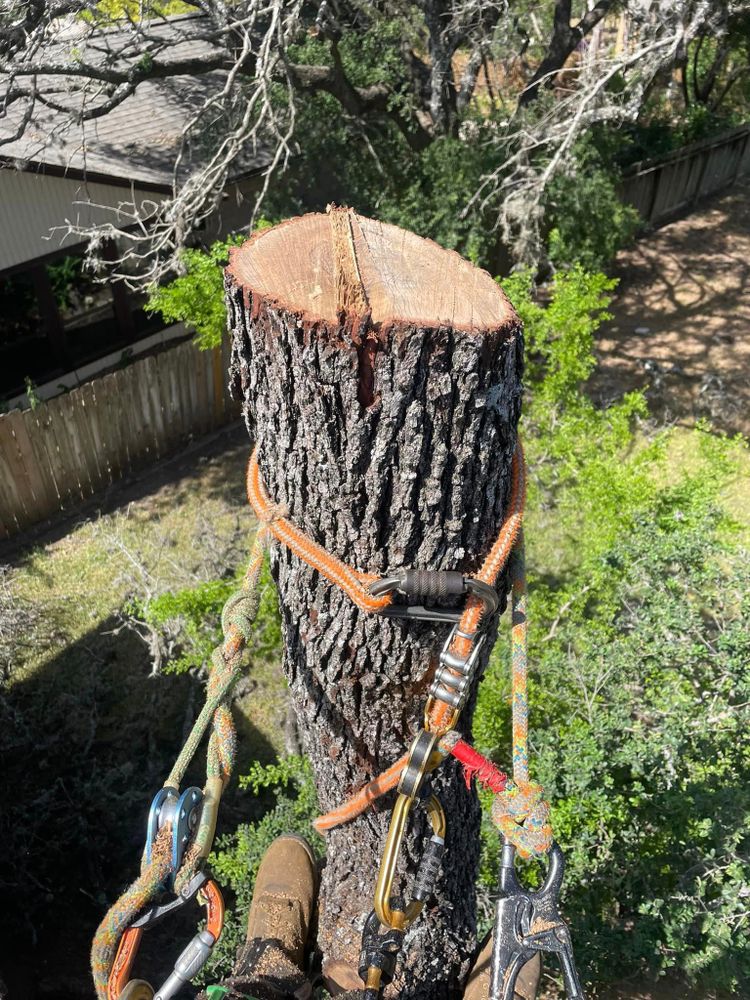 Tree Removal for Z’s Trees LLC in Grey Forest, TX