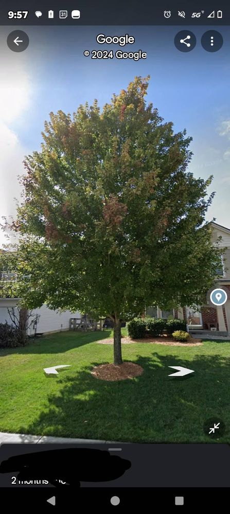 All Photos for Kingdom Tree Trimming and Removal LLC in Covington, KY