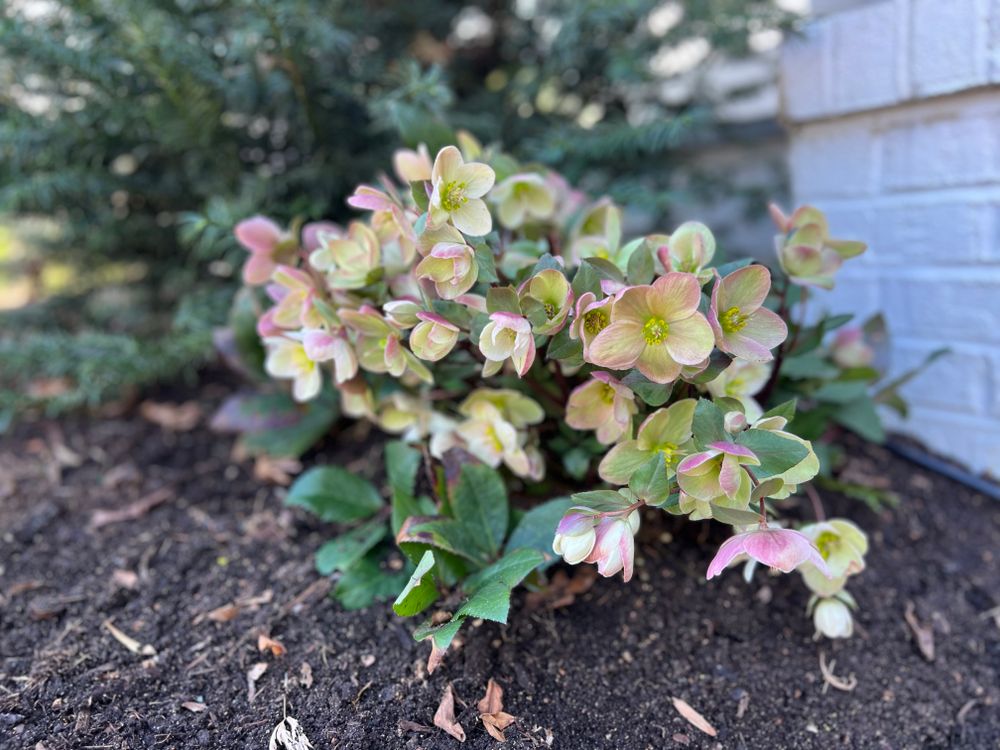 All Photos for Christina King Landscape Design in Raleigh, NC