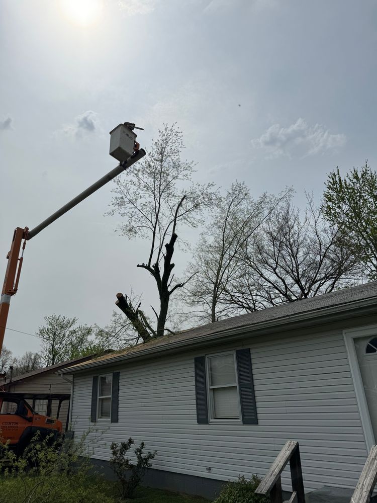 All Photos for Curtis Tree Service LLC in Hopkins County, KY