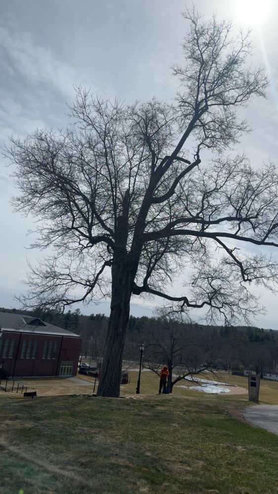 All Photos for Leaf and Limb in Townsend, MA